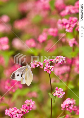 アサギマダラがやって来た 120089303