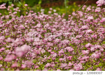 アサギマダラがやって来た アサギマダラがやって来た 120089307