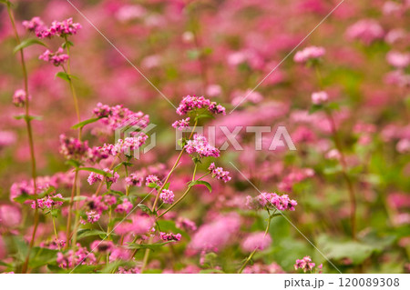 アサギマダラがやって来た 120089308