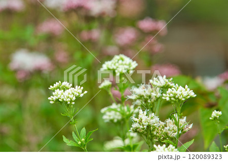 アサギマダラがやって来た アサギマダラがやって来た 120089323