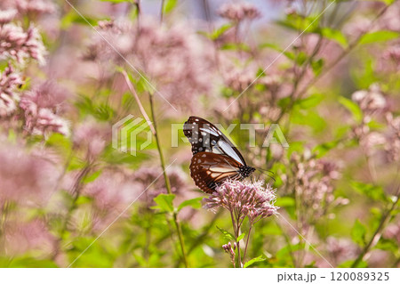 アサギマダラがやって来た アサギマダラがやって来た 120089325