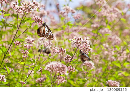 アサギマダラがやって来た アサギマダラがやって来た 120089326