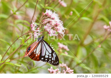 アサギマダラがやって来た アサギマダラがやって来た 120089329