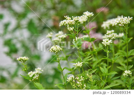 アサギマダラがやって来た 120089334