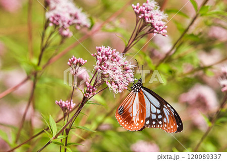 アサギマダラがやって来た 120089337
