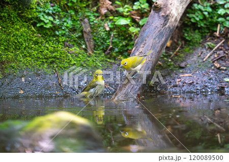 水辺で水浴びをしているメジロ 120089500