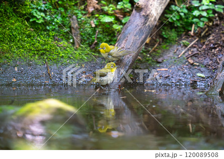 水辺で水浴びをしているメジロ 120089508