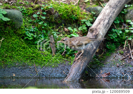 水辺に姿を現したクロツグミの幼鳥 120089509