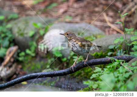 木の枝にとまってあたりの様子を伺っているクロツグミの幼鳥 木の枝にとまってあたりの様子を伺っているクロツグミの幼鳥 120089518