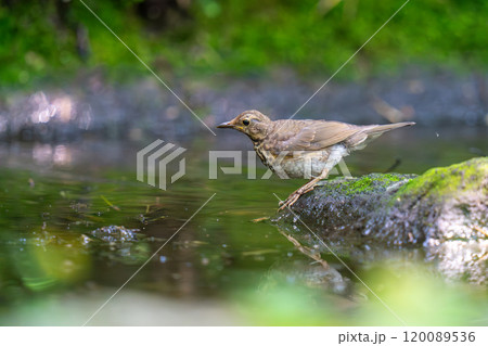 水辺に姿を現したクロツグミの幼鳥 120089536