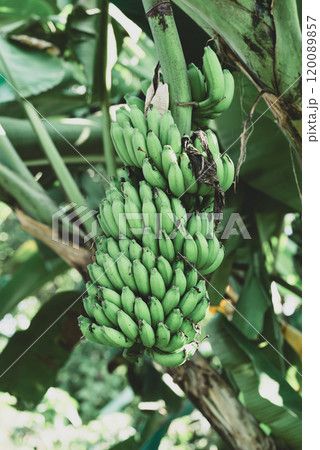 Green banana fruit hanging on tree in local farm, Organic farm 120089857