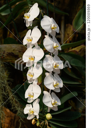 White Phalaenopsis orchids or moth orchids blooming in ornamental garden 120089869