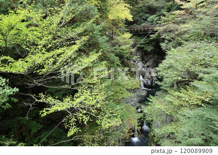 【奈良県天川村】みたらい渓谷ウォーキングコース 120089909