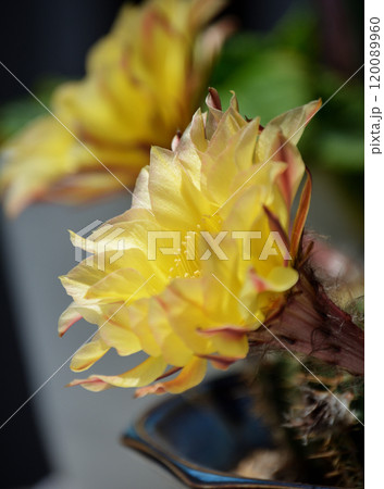 サボテンの花 120089960