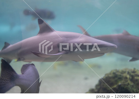 ツマグロの横のシルエット ツマグロの横のシルエット 120090214