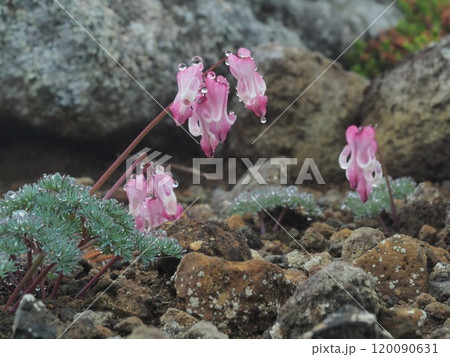 雫を付けたコマクサ 雫を付けたコマクサ 120090631