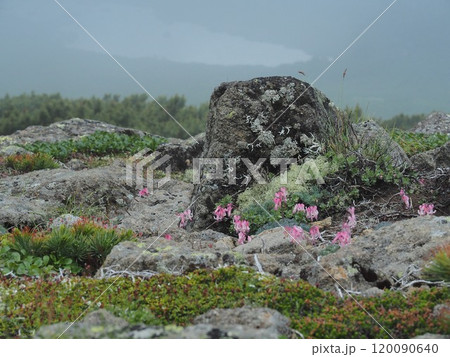 ガレ場のコマクサ ガレ場のコマクサ 120090640