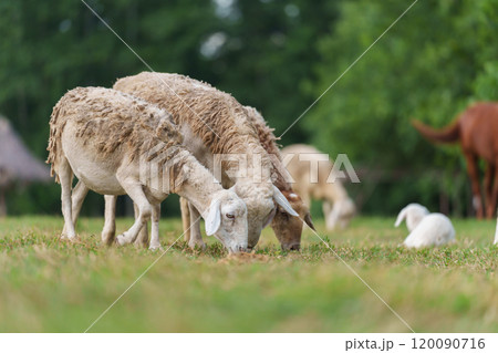 sheep on meadow eating grass 120090716