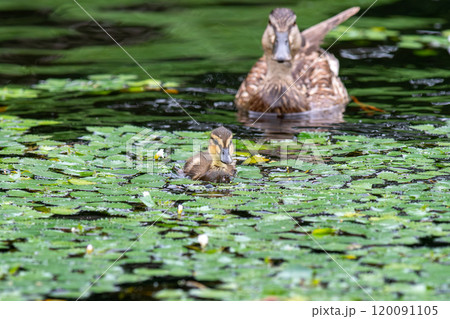水辺で餌を探しているマガモの雛と親鳥 水辺で餌を探しているマガモの雛と親鳥 120091105