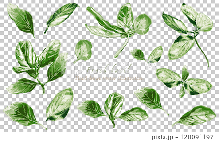 Basil illustration painted by watercolor 120091197