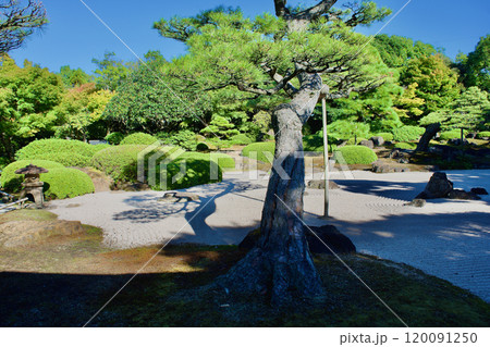 松と砂紋の日本庭園 120091250