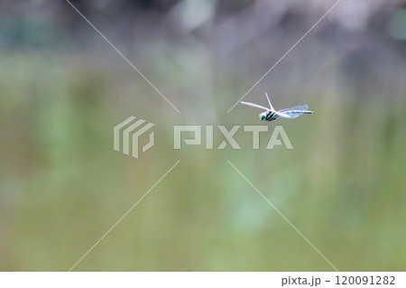 飛行するトンボ 120091282