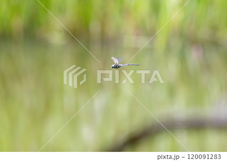飛行するトンボ 120091283