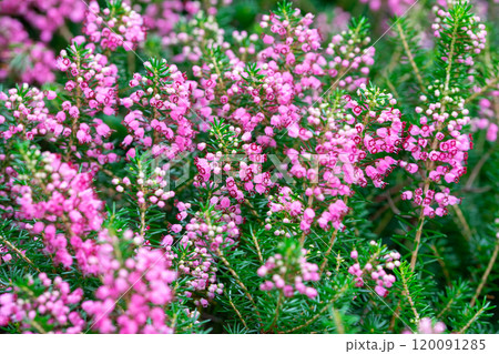 エリカの花 エリカの花 120091285