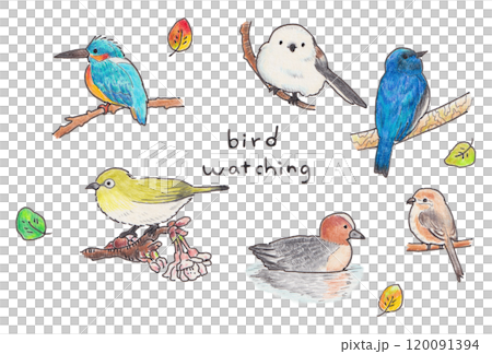 Wild bird illustration 120091394