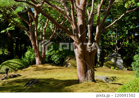 赤松のある日本庭園 120091502