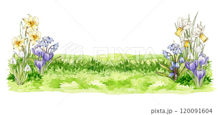 Spring time countryside landscape with green lush grass, spring flowers. Vintage style painted illustration. Blooming season landscape scene with daffodil, jonquil, snowdrop florals. White background 120091604