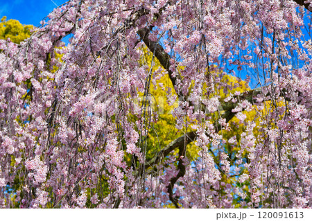 京都御苑 出水のしだれ桜(京都府京都市上京区) 京都御苑 出水のしだれ桜(京都府京都市上京区) 120091613