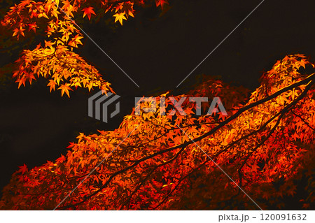 黒背景に妖艶な深紅から黄金色に色移りするモミジの流れるような枝葉（イラスト風色彩加工イメージ） 120091632
