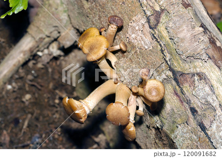 木の根っこの生える黄土色のナラタケ属キノコの幼い株（自然光+ストロボ・マクロ接写） 120091682