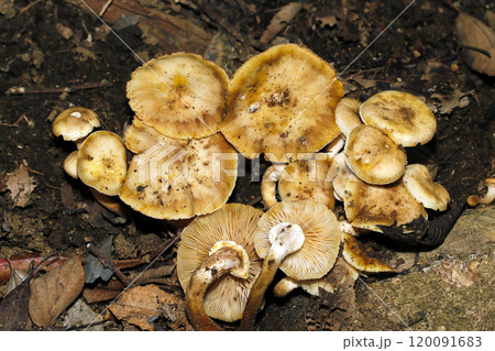 木の根っこに密生する黄土色のナラタケ属キノコ(自然光+ストロボ・マクロ接写) 木の根っこに密生する黄土色のナラタケ属キノコ(自然光+ストロボ・マクロ接写) 120091683