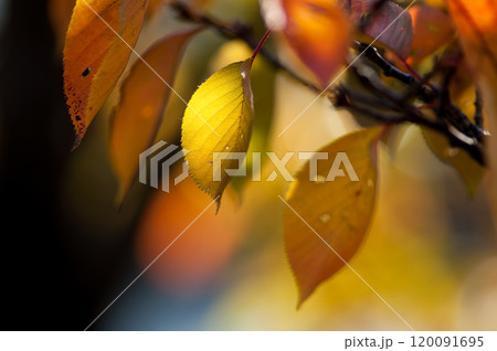 信濃川・やすらぎ堤の桜の紅葉 120091695