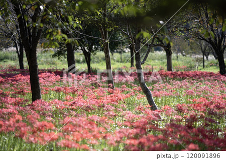 新潟　雪国植物園のヒガンバナ 120091896