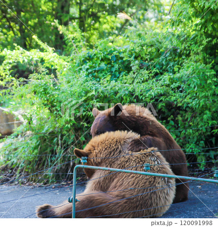 クマった熊をなぐさめて1 クマった熊をなぐさめて1 120091998