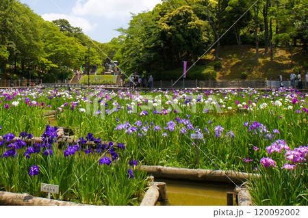 ハナショウブ ハナショウブ 120092002