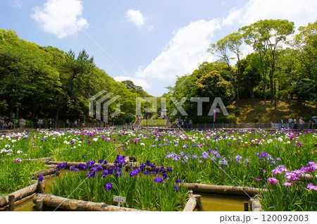 ハナショウブ 120092003