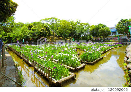 ハナショウブ ハナショウブ 120092006