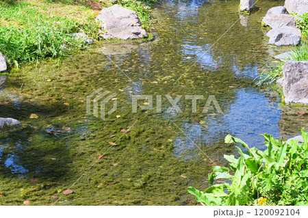 京都御苑 出水の小川(京都府京都市上京区) 京都御苑 出水の小川(京都府京都市上京区) 120092104