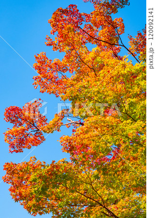 紅葉 紅葉 120092141