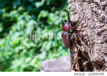 かぶと虫 カブトムシ かぶと虫 カブトムシ 120092389