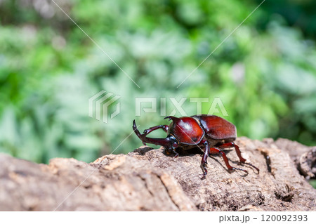 かぶと虫 カブトムシ かぶと虫 カブトムシ 120092393