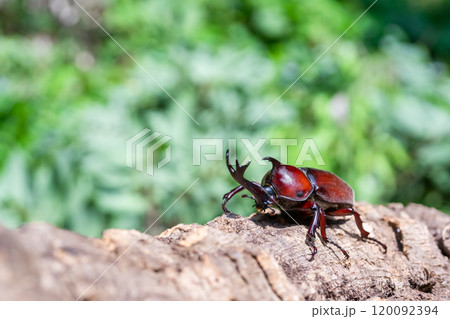 かぶと虫　カブトムシ 120092394