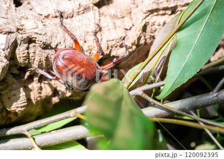 かぶと虫 カブトムシ かぶと虫 カブトムシ 120092395