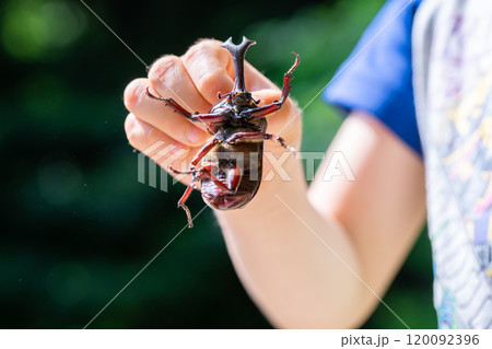 かぶと虫　カブトムシ 120092396