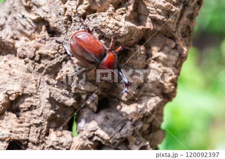 かぶと虫 カブトムシ かぶと虫 カブトムシ 120092397