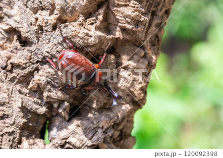 かぶと虫　カブトムシ 120092398
